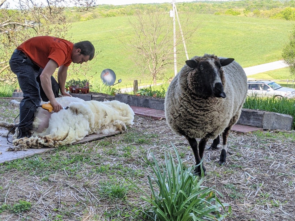 Vermont-based shearer Colin Sigmund shearing 2 sheep in Athens, Ohio one sheep sticking out its tongue