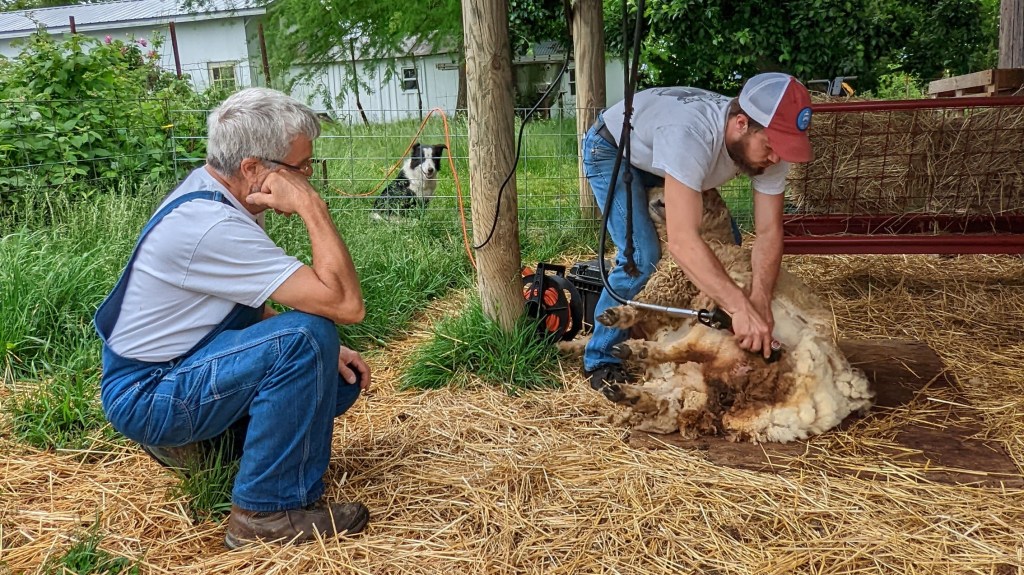 a man stands over a sheep as he shears its wool and the owner watches, a dog peers through the fence
