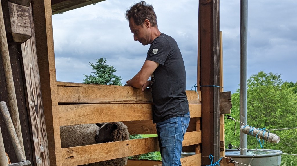 A man leans on a wooden fence that contains the shearer and two sheep, with the dark sheep in view watching her sister sheep get sheared