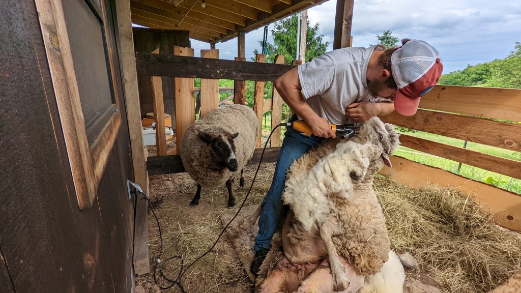 a man holds a sheep as he shears her wool off as her sister sheep watches