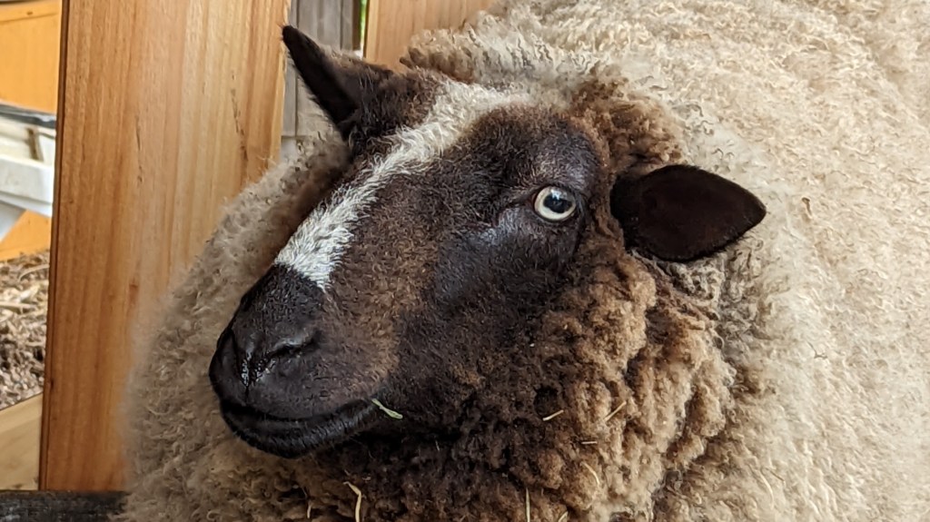 a dark faced sheep with a white line down its nose looks at the camera curiously