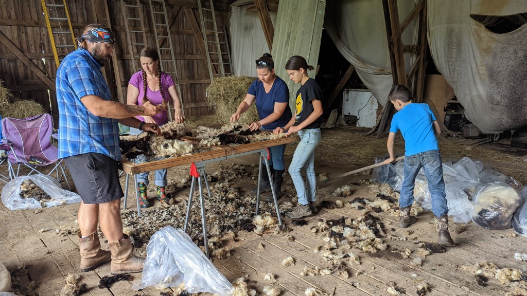 four people surround a makeshift table to inspect a fleece and remove all the undesirable fleece from the edges