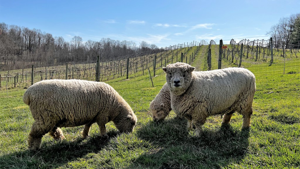 three sheep graze in front of a vineyard near McArthur, Ohio